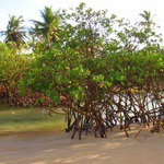 passeios de barco no rio Buranhem